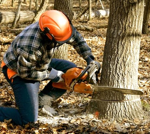 Tree Removal in Ashton, SD